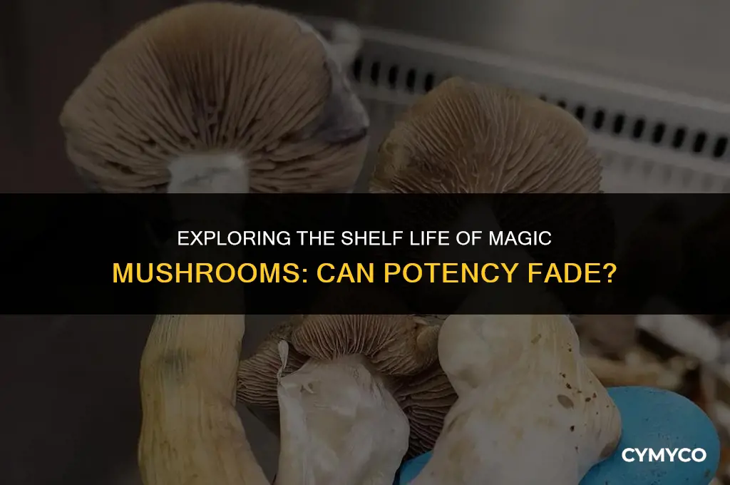 can mushrooms lose potency