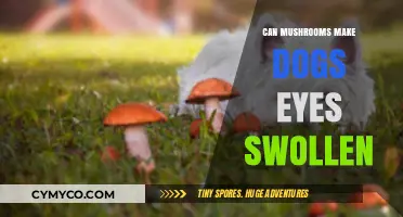 Can Mushrooms Cause Eye Swelling in Dogs? A Comprehensive Guide