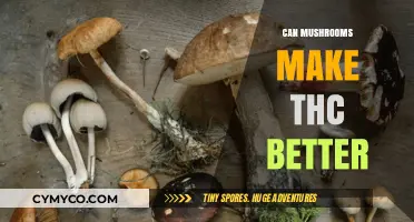 Exploring the Synergy: How Mushrooms Might Enhance THC Effects
