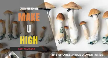 Exploring the Psychedelic Effects of Mushrooms: A Comprehensive Guide