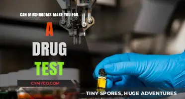 Exploring the Impact of Mushrooms on Drug Test Results