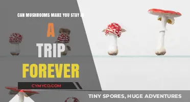 Exploring the Limits: Can Mushrooms Induce Permanent Altered States?