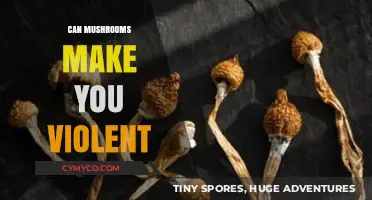 Exploring the Myth: Do Mushrooms Induce Violent Behavior?