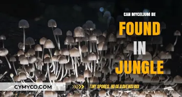 Exploring the Jungle: A Quest for Mycelium Discovery