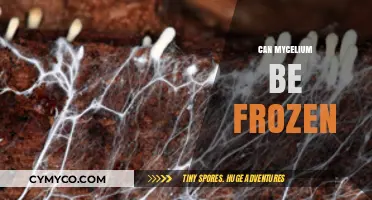 Exploring the Cryogenic Potential of Mycelium: A Comprehensive Guide