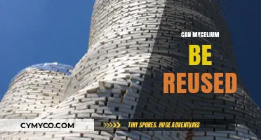 Sustainable Mycelium: Exploring the Potential for Reuse in Eco-Friendly Applications