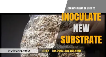 Exploring Mycelium: Inoculating New Substrate for Sustainable Growth