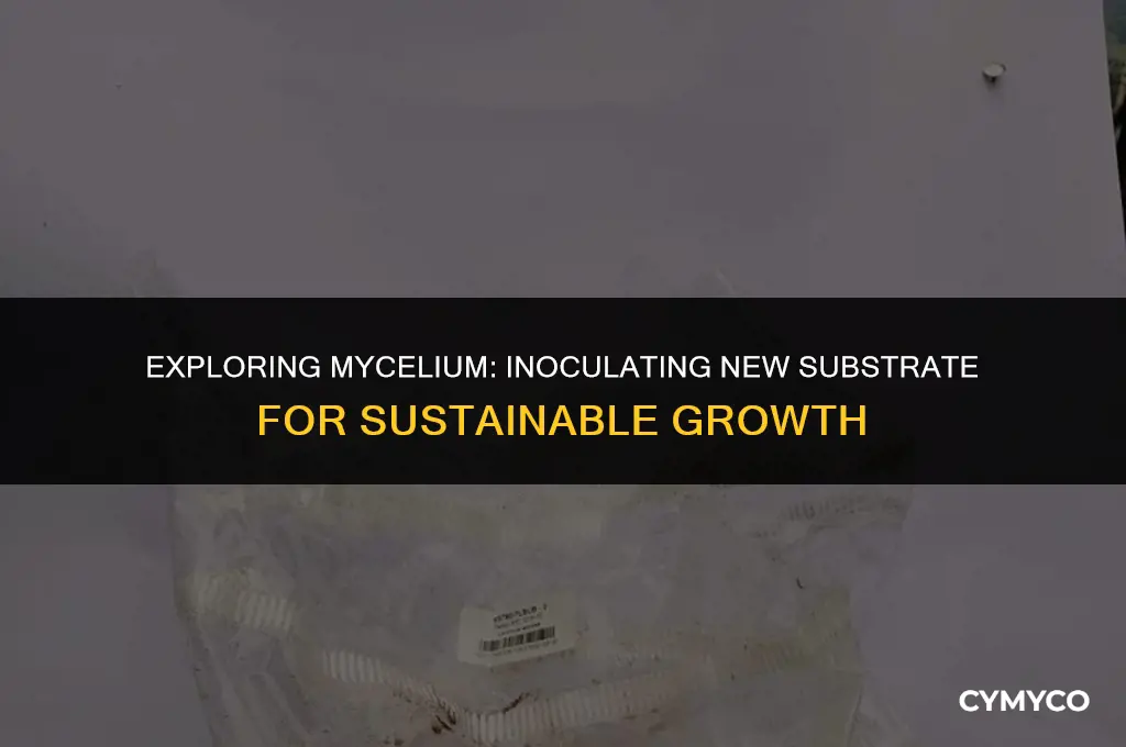 can mycelium be used to inoculate new substrate