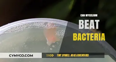 Mycelium vs. Bacteria: Nature's Underground Battle for Supremacy