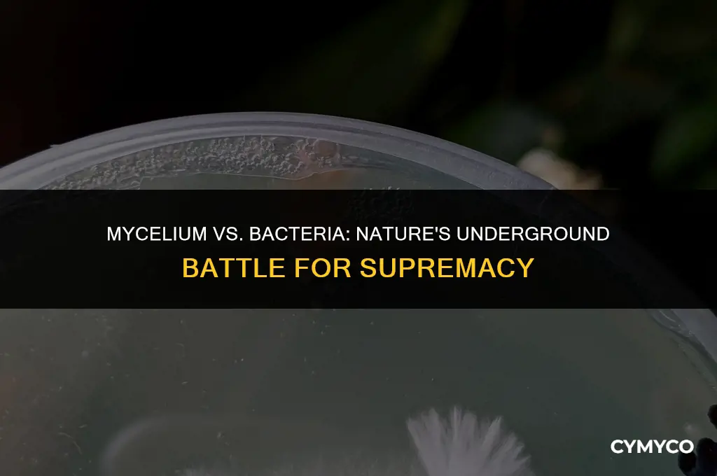 can mycelium beat bacteria
