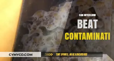 Mycelium's Potential in Combating Contamination: A Sustainable Solution?