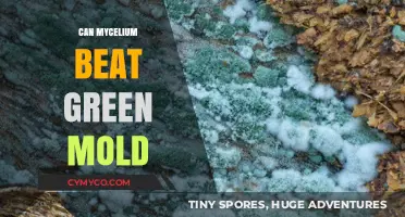 Mycelium vs. Green Mold: A Natural Showdown for Healthy Crops