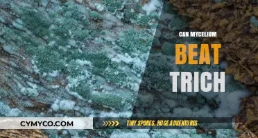 Exploring Mycelium's Potential Against Trich: A Promising Solution?