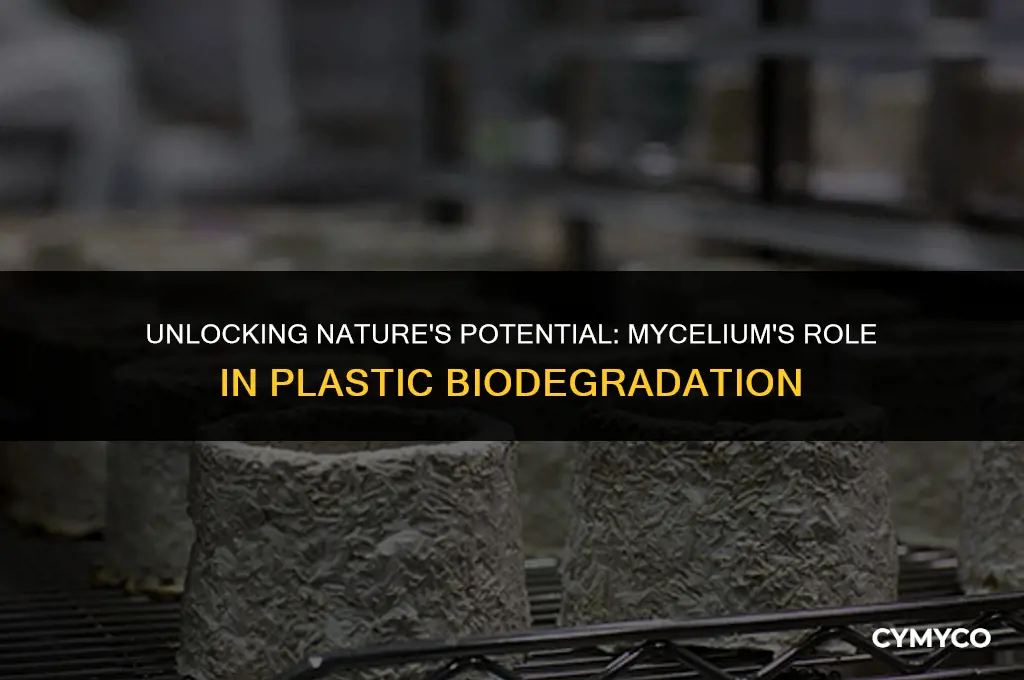 can mycelium break down plactic