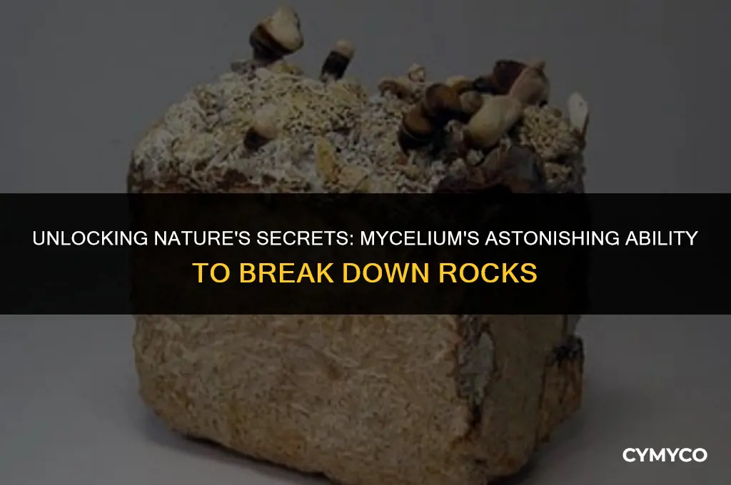 can mycelium break down rocks
