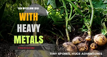 Mycelium's Potential in Remediating Heavy Metal Contamination