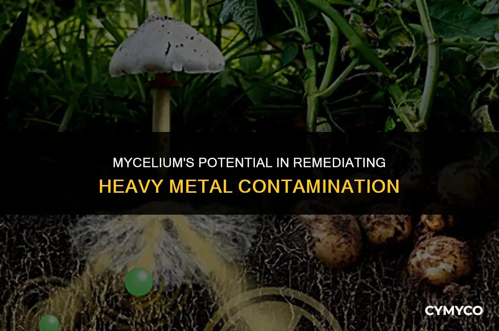 can mycelium deal with heavy metals