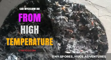 Exploring Mycelium's Temperature Tolerance: Can It Survive High Heat?