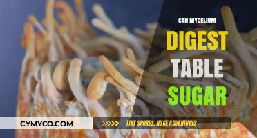 Unlocking the Sweet Potential: Mycelium's Surprising Sugar Digestion Abilities