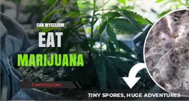 Exploring the Symbiotic Relationship Between Mycelium and Marijuana