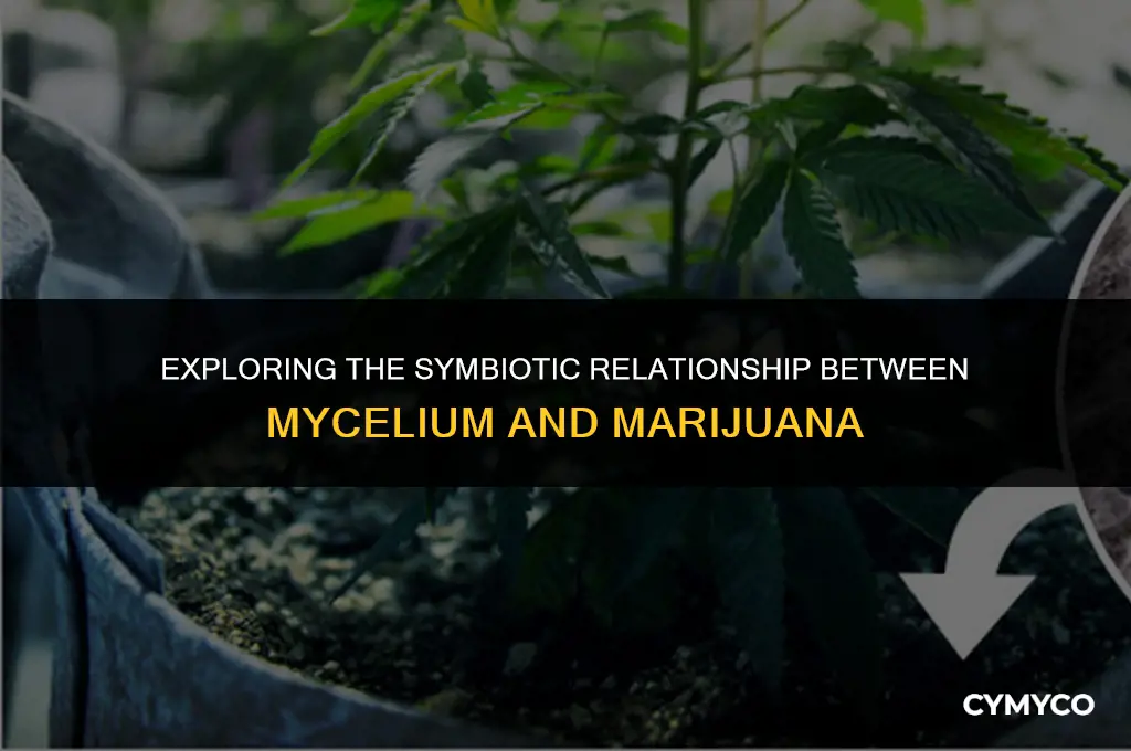 can mycelium eat marijuana