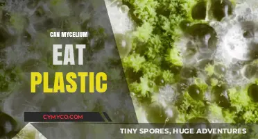 Nature's Cleanup Crew: Can Mycelium Really Digest Plastic?