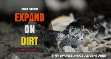 Exploring Mycelium Growth: Can It Expand on Dirt?