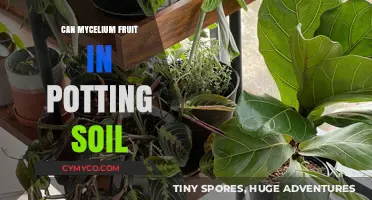 Exploring Mycelium Fruiting in Potting Soil: A Comprehensive Guide