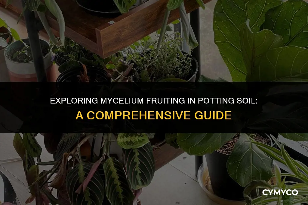 can mycelium fruit in potting soil