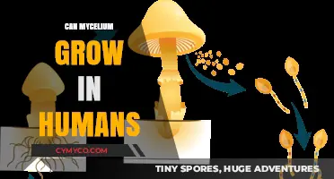 Exploring the Potential of Mycelium Growth in Human Bodies