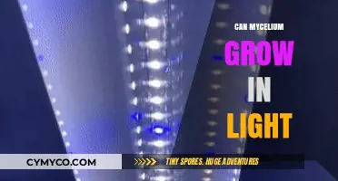 Exploring Mycelium Growth: The Impact of Light on Fungi Cultivation