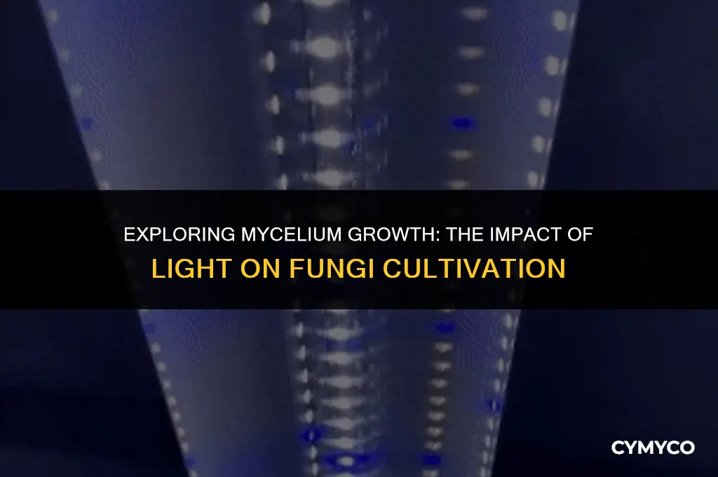 can mycelium grow in light