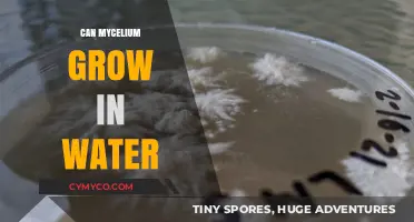 Exploring Mycelium Growth: Can It Thrive in Water?