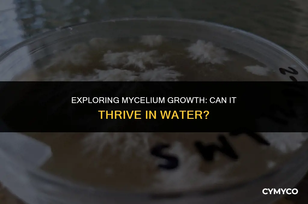 can mycelium grow in water