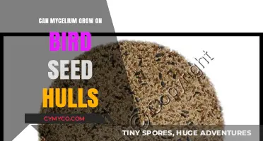Exploring Mycelium Growth on Bird Seed Hulls: A Sustainable Approach