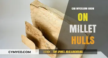 Exploring Mycelium Growth on Millet Hulls: A Sustainable Future?