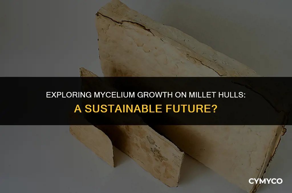 can mycelium grow on millet hulls