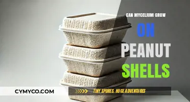 Exploring Mycelium Growth on Peanut Shells: A Sustainable Journey
