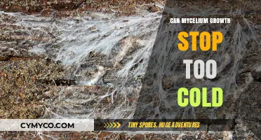 Exploring the Chill Threshold: When Mycelium Growth Pauses