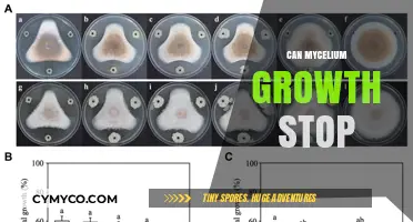 Exploring the Limits: Can Mycelium Growth Be Halted?