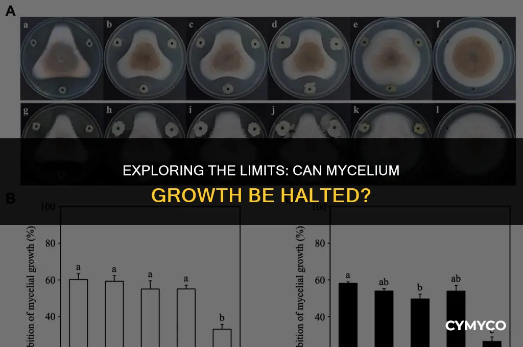 can mycelium growth stop