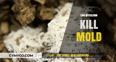 Nature's Cleanup Crew: How Mycelium Fights Mold Growth