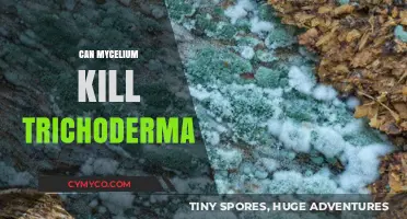Mycelium vs. Trichoderma: Understanding the Fungal Turf War