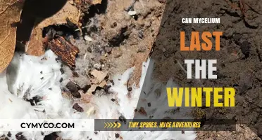 Will Mycelium Survive Winter? A Guide to Cold-Weather Mushroom Cultivation