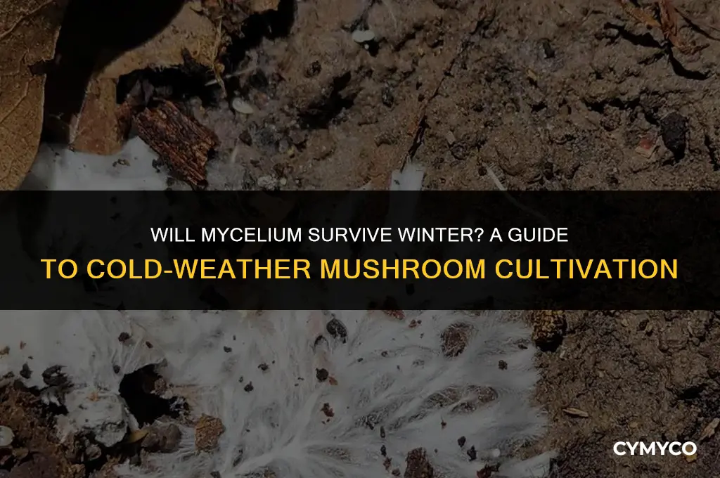 can mycelium last the winter