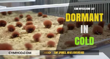 Unlocking the Secrets of Mycelium Dormancy in Cold Conditions
