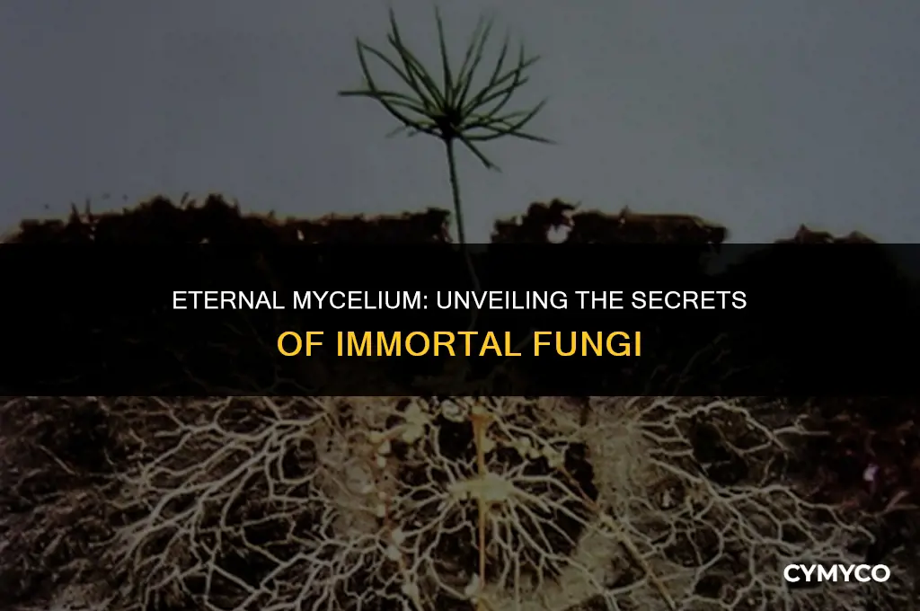 can mycelium live forever