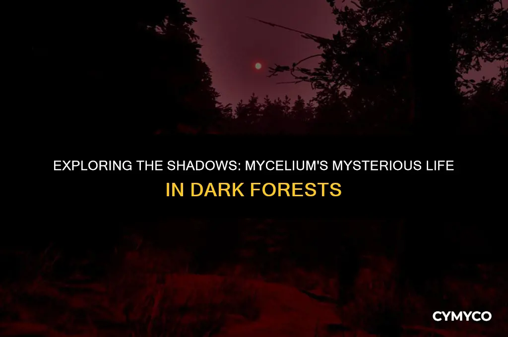 can mycelium spawn in dark forest