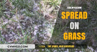 Exploring Mycelium Growth: Can It Thrive on Grass?