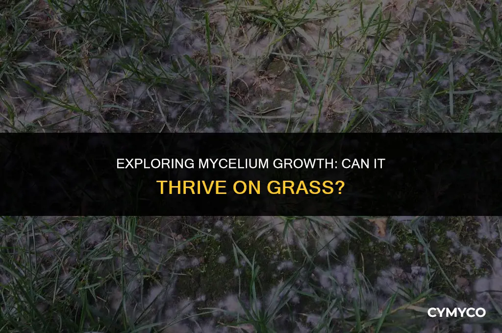 can mycelium spread on grass